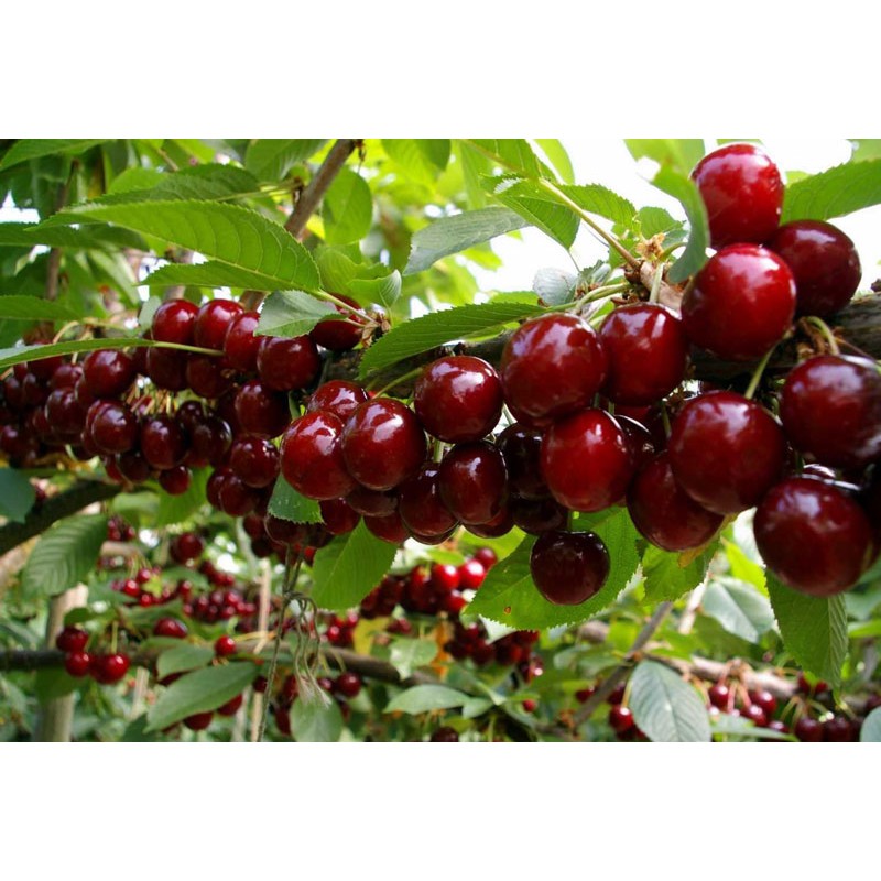 Cây Cherry nhiệt đới giống Bến Tre cao khoảng 70cm