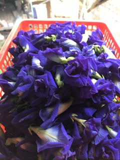 Hoa đậu biếc khô túi 60gr