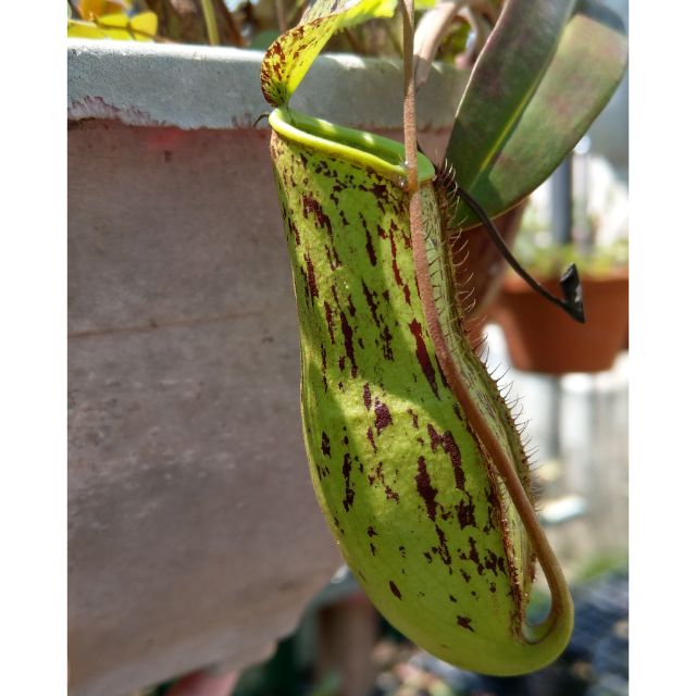 Cây nắp ấm Nx trichocarpa spotted