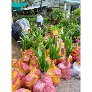 Cây dừa xiêm dứa