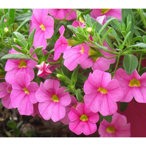 Hoa Dạ Yến Thảo nở 4 mùa dễ chăm sóc