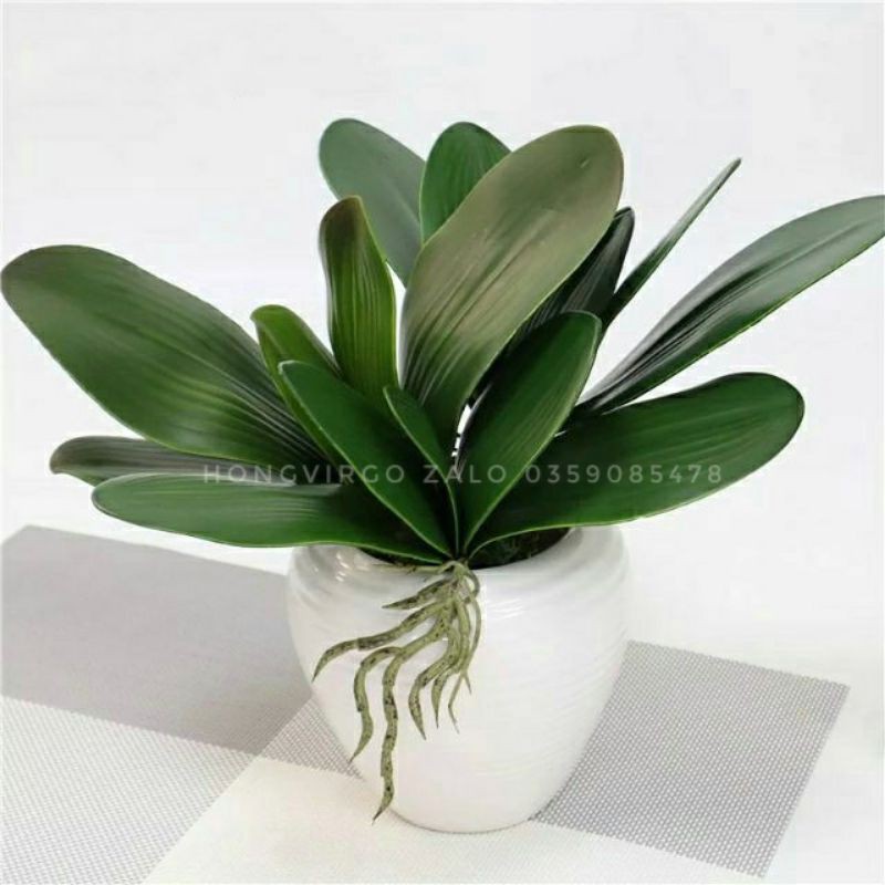 Lá Lan Hồ Điệp Giả Trang Trí Loại đẹp 26 cm 5 lá