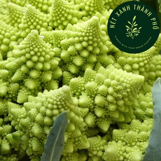 Hạt giống Súp Lơ San Hô