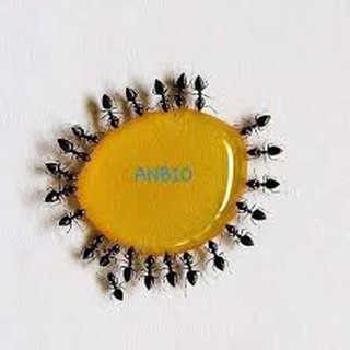 [Chính hãng] Thuốc Diệt Kiến - Diệt Gián Sinh Học ANBIO