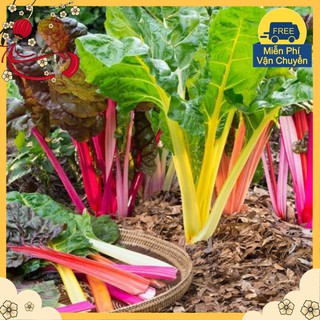 Hạt Giống Cải Ngũ Sắc