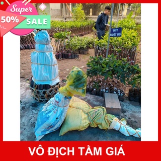 Giống Chuẩn Cây mít hạt lép (mít không hạt)
