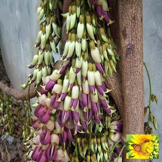 Hoa leo Huyết long 10 hạt
