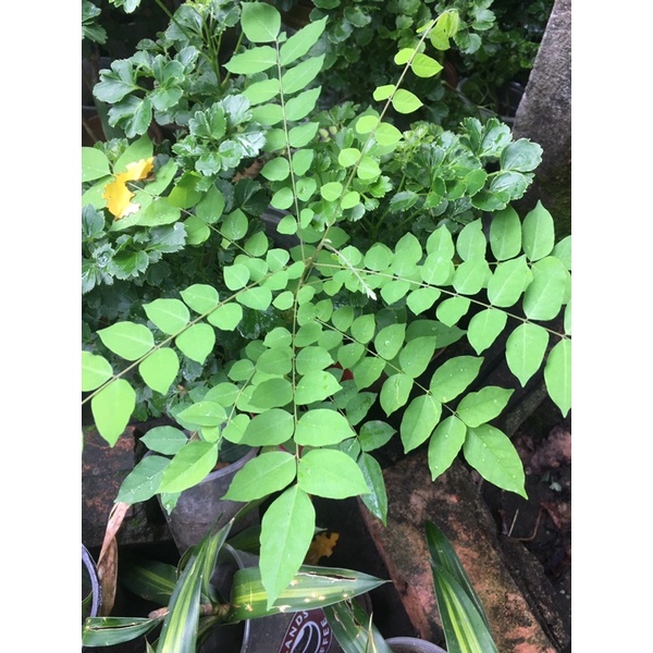 Cây chùm ruột chua bầu đất không chậu