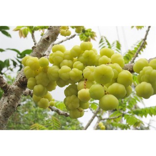 500G MỨT CHÙM RUỘT rRIM ĐƯỜNG