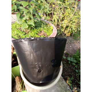 10 bầu ươm cây size 28x25