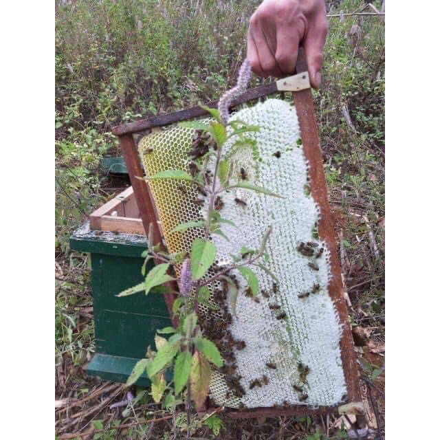 1L MẬT ONG HOA BẠC HÀ NGUYÊN CHÂT | BigBuy360 - bigbuy360.vn