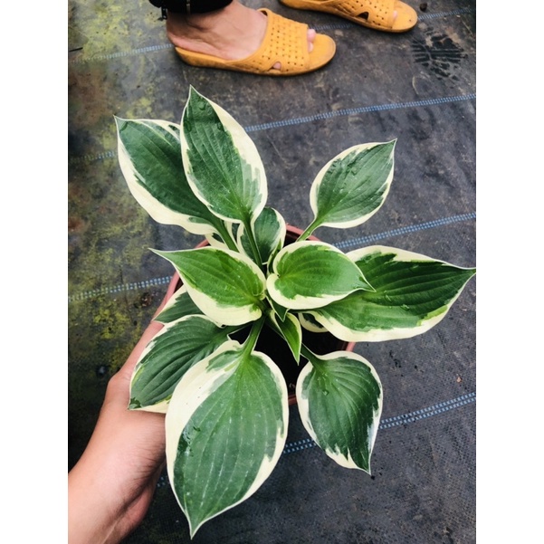 Cây thiên niên kiện var- đột biến- hosta- chậu cây lớn rất đẹp
