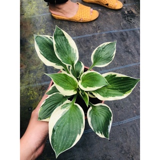 cây thiên niên kiện var- đột biến- hosta- chậu cây lớn rất đẹp