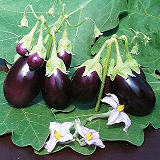 Phân DAP 1kg084