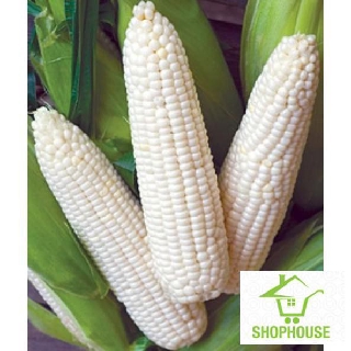 shophouse Hat giống bắp ngô nếp 30 hạt  SHOP HOUSE  TẾT KHUYẾN MẠI