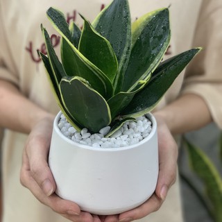 Cây lưỡi hổ để bàn
