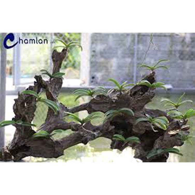 Hoa lan đai châu trắng đài loan + 700g phân thỏ hữu cơ