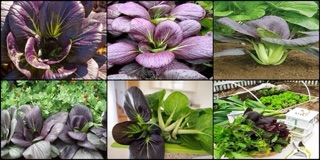 Hạt giống cải thìa tím