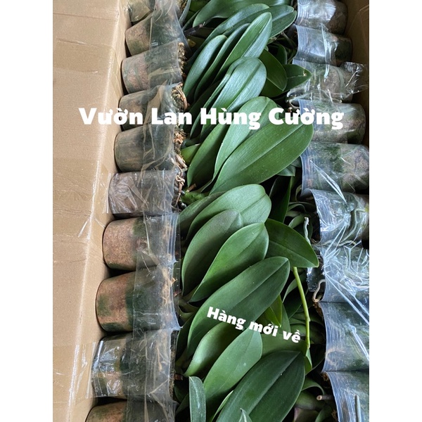 HỒ ĐIỆP SIZE 3.0 CÓ NGỒNG