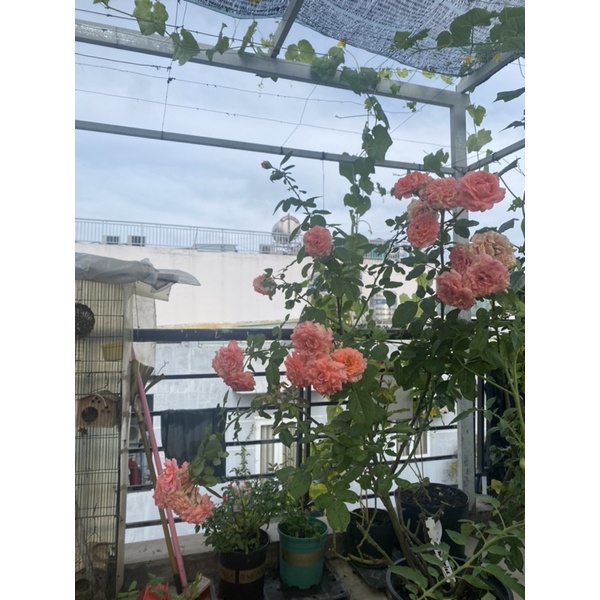 Đạm cá hồi hữu cơ siêu đậm đặc can 5l - Friendship khuyên dùng