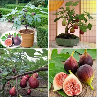 Hạt giống sung ngọt mỹ f1 - gói 5 hạt kns2286