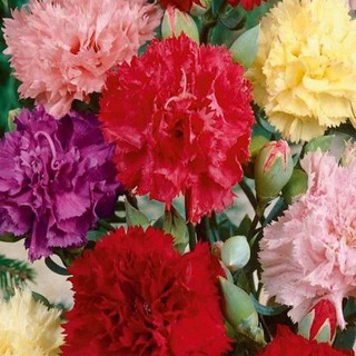 100h Hạt Giống Hoa Cẩm Chướng Kép Mix TÊT SALE ĐỒNG GIÁ SHOP MỚI