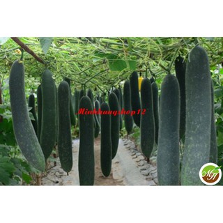 0.5Gr Hạt giống Bí Xanh Trái Dài - Bí Sặt