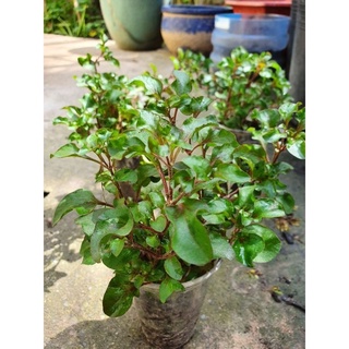Rau cải xoang Nhật