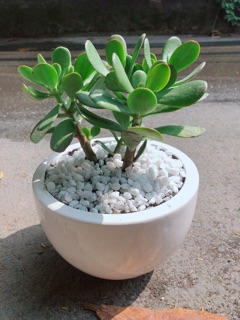 Chậu Cây Ngọc Bích