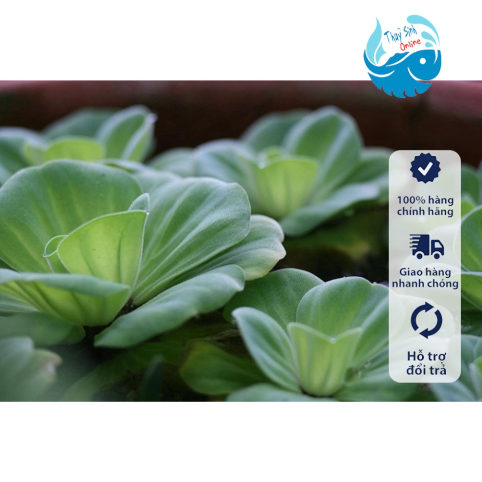 Cây thuỷ sinh bèo cái