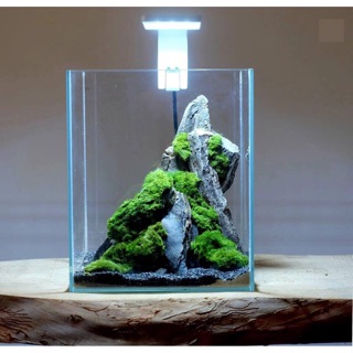 Đèn Led x5 công suất 10w cho bể thuỷ sinh