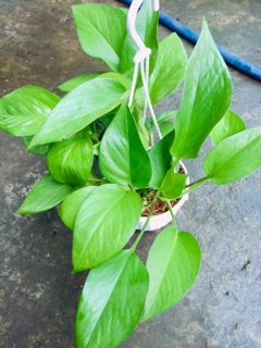 TRẦU BÀ THÁI XANH