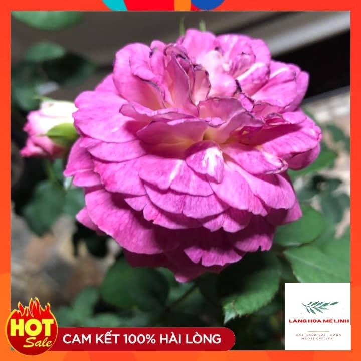[SIÊU PHẨM - SIÊU THƠM] Hoa hồng Leo Society Mỹ, ó màu tím độc đáo sai hoa, có thể cho hoa quanh năm,dễ trồng, thơm