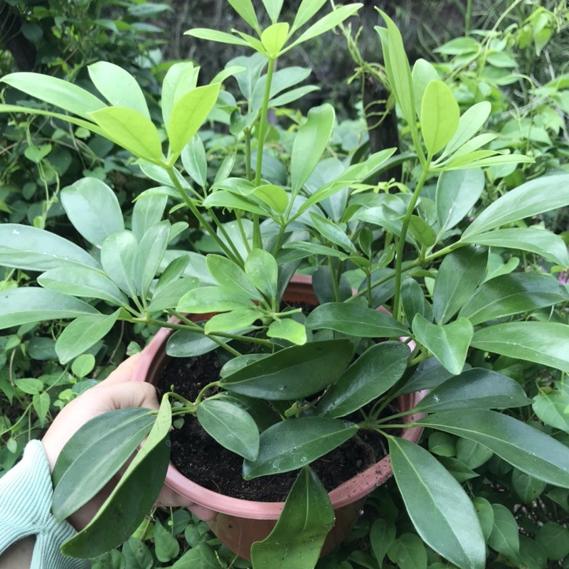 Cây ngủ gia bì