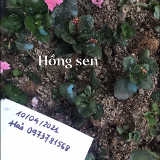 Combo hoa bỏng kép đủ màu 24 cây