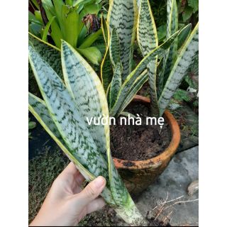 Cây lưỡi hổ viền vàng cao 40-60cm