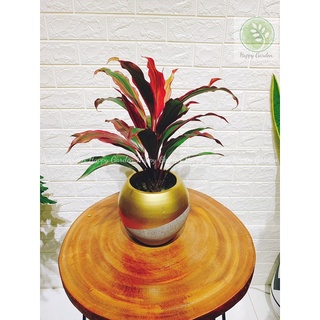 Chậu Xi Măng sơn Phom Tròn (chậu banh)