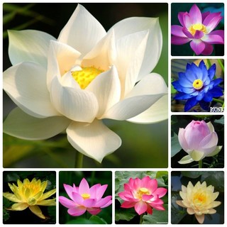 SEN MINI NHẬT BẢN 08 HẠT