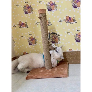 TRỤ CÀO MÓNG - CAT TREE [HÀNG CAO CẤP - SIZE ĐẠI]