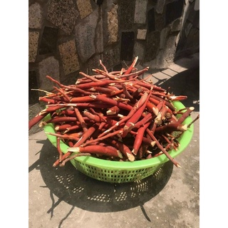 Sâm Cau Đỏ Tây Bắc(Khô)