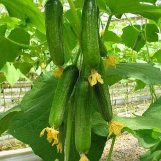 Gói 500 hạt giống dưa chuột chùm baby