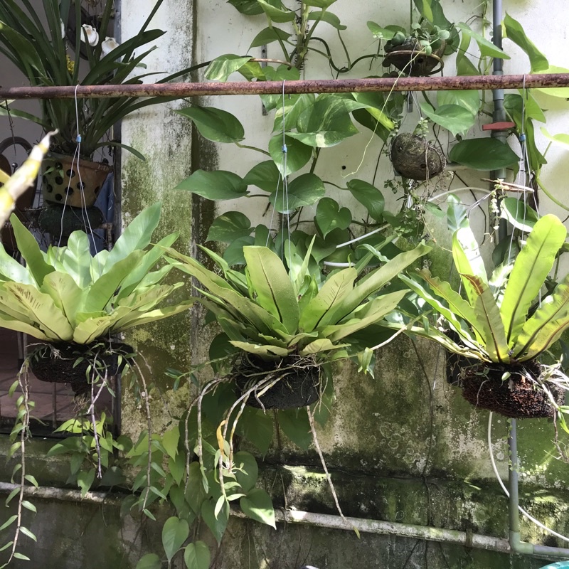 Dớn Bảng Ghép Lan