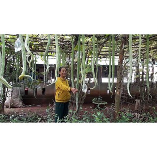 Hạt Giống Mướp Rắn