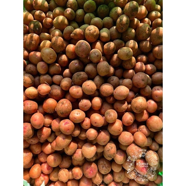 Khoai tây bi ĐÀ LẠT - Rau củ sạch tại vườn