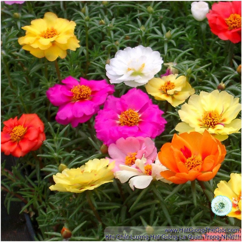 2000.HẠT Hạt Giống Hoa Mười Giờ Mỹ Kép Mix Màu (| B9*V11)