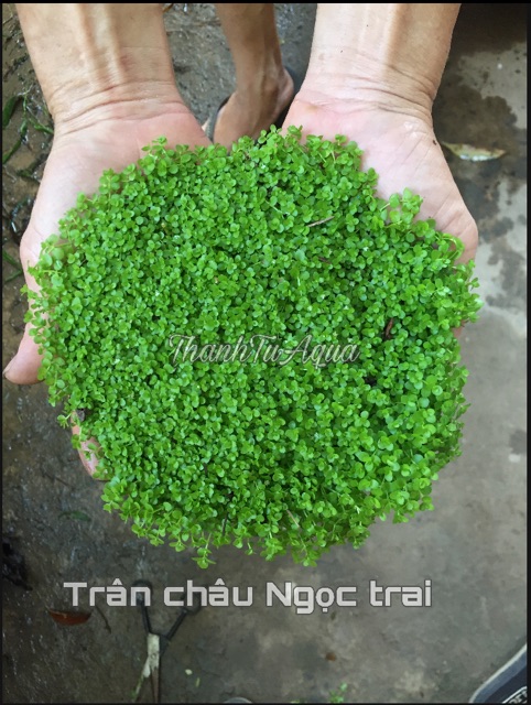 Cây thủy sinh Trân châu Ngọc trai