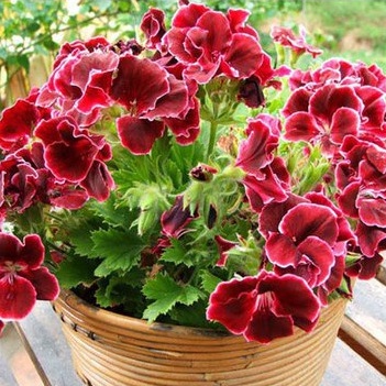 [Gói 50 Hạt] Hạt Giống Hoa Phong Lữ Thảo (tặng kèm phân kích mầm siêu nhanh rễ)
