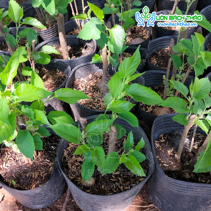 Cây giống dâu tằm giá rẻ - Vườn Bách Thảo