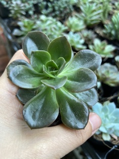 Sen đá nhật nguyệt