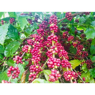 Eakao Coffee - Hoàng hôn Eakao - Gu cá tính